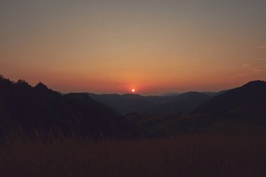 Yaz mevsimi çayırda altın renkler.