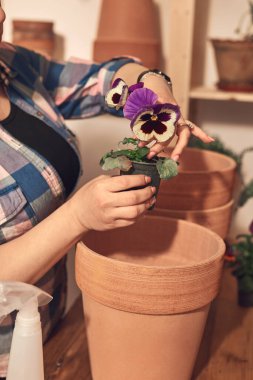 Woman repotting and taking care of houseplants indoors. clipart