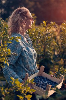 Çiftlikten taze yaban mersini toplayan bir kadın.