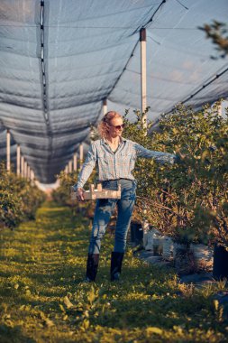 Çiftlikten taze yaban mersini toplayan bir kadın.