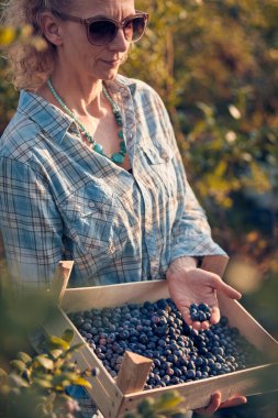 Çiftlikte taze yaban mersini tutan bir kadın..