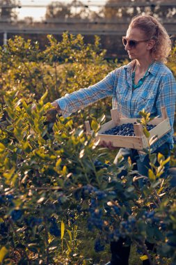 Çiftlikten taze yaban mersini toplayan bir kadın.