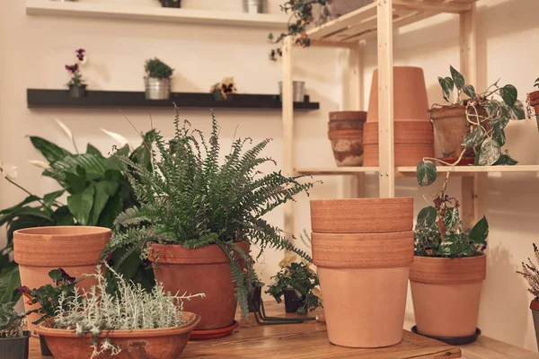 Stock image Woman repotting and taking care of houseplants indoors.