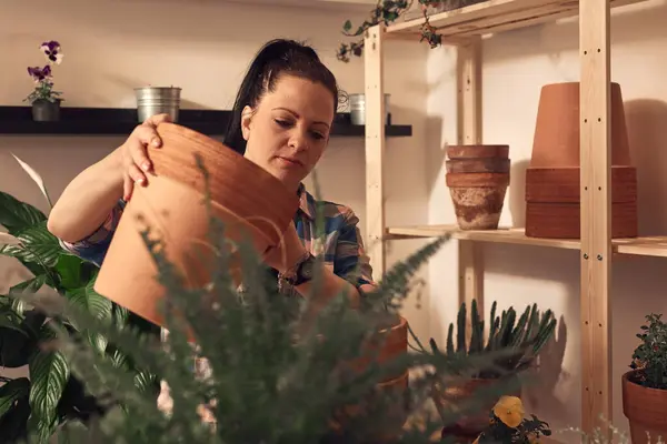 stock image Woman repotting and taking care of houseplants indoors.