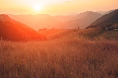 Yaz mevsimi çayırda altın renkler.