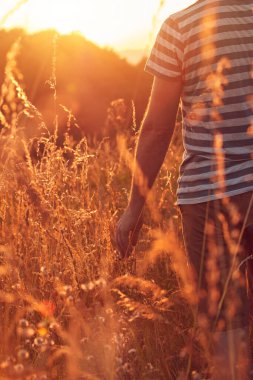 Altın renkli tarlada bir adam.
