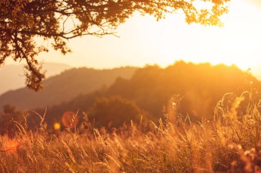 Yaz mevsimi çayırda altın renkler.