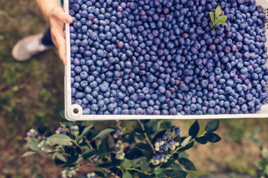 Çiftlikte taze yaban mersinli çiftçi.