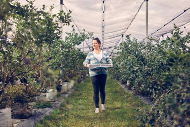 Çiftlikte taze yaban mersinli çiftçi.