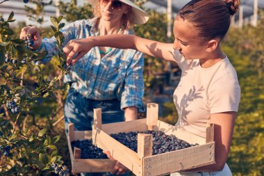 Anne ve kızı organik bir çiftlikte yabanmersini topluyor..