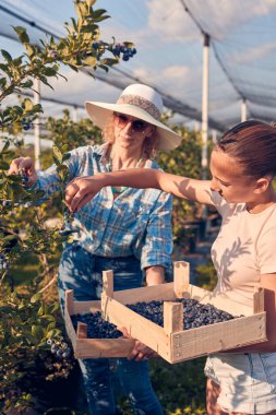 Anne ve kızı organik bir çiftlikte yabanmersini topluyor..