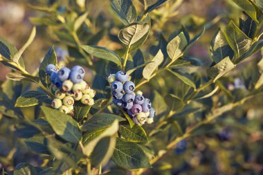 Blueberrie çiftliği mevsimlik toplamaya hazır..