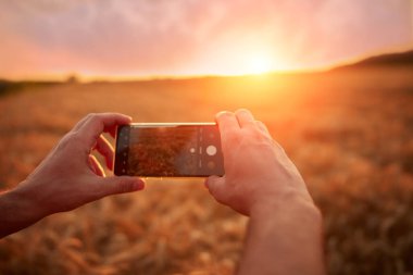 Buğday tarlasında cep telefonu kullanan bir adam. Sığ odak.