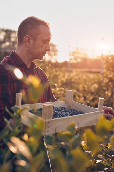 Farmer with fresh blueberries on a farm.