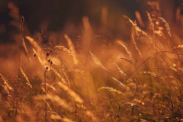 Yaz mevsimi çayırda altın renkler.