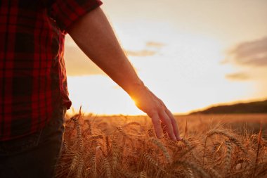 Altın saat, gün batımı, gün doğumu saatinde buğday mahsullerine dokunmak.