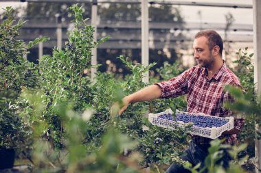 Çiftlikte taze yaban mersinli çiftçi.