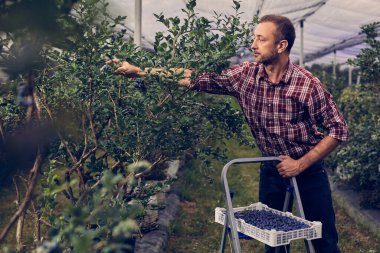 Çiftlikte taze yaban mersinli çiftçi.