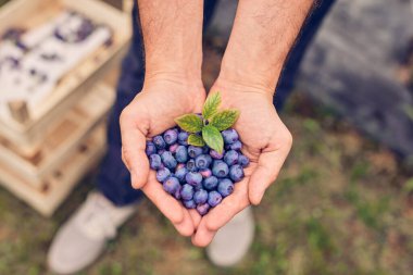 Çiftlikte taze yaban mersinli çiftçi.