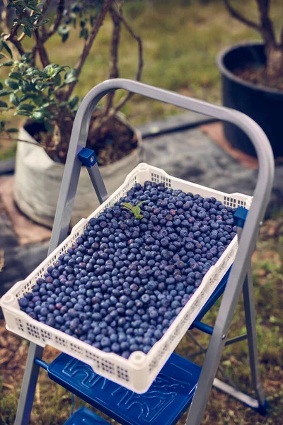 Freshly harvested blueberries in a fruit crate.