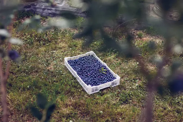 Freshly harvested blueberries in a fruit crate.