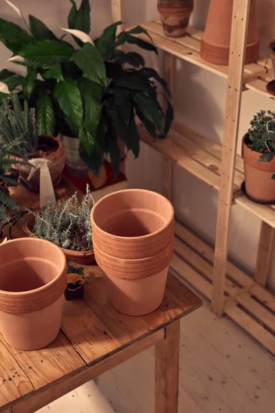 stock image Houseplants and clay pots ready for new plants at home.