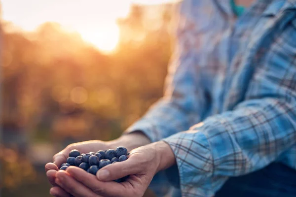 Woman Holding Fresh Blueberries Farm Stock Photo