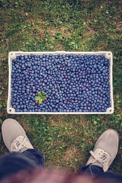 Freshly Harvested Blueberries Fruit Crate Stock Image