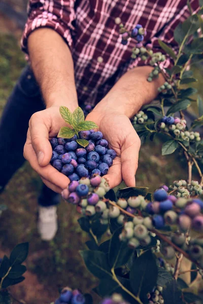 Male Holding Fresh Blueberries Farm Royalty Free Stock Photos