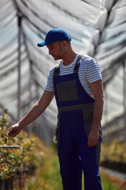 Erkek çiftçi yaban mersini bitkilerini dikkatle inceliyor. Bu da yaban mersinli ve organik bir çiftlikte bahar mevsiminin başladığını gösteriyor..