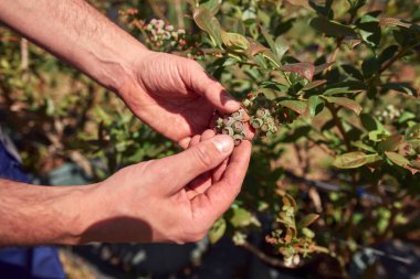 Bir erkek bahçıvan, bir bitkinin tomurcuklanan dallarını dikkatle inceliyor. Bahar mevsiminin başladığını gösteren bir yaban mersini organik çiftliğinde..