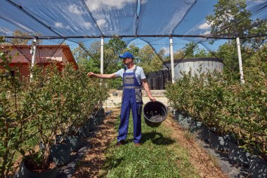 Bir erkek bahçıvan, bir bitkinin tomurcuklanan dallarını dikkatle inceliyor. Bahar mevsiminin başladığını gösteren bir yaban mersini organik çiftliğinde..