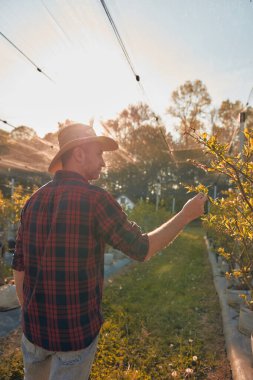 Şapkalı bir erkek bahçıvan, bir bitkinin tomurcuklanan dallarını dikkatle inceliyor. Bahar mevsiminin başladığını gösteren bir yaban mersini organik çiftliğinde..