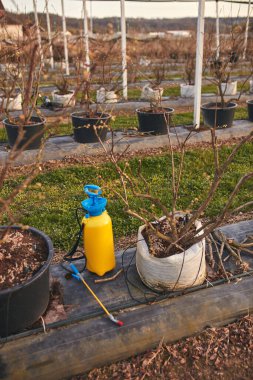 Pesticide, insecticide and herbicide sprayer sprinkler in a blueberries farm outdoors in springtime, before blooming. clipart