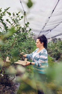 Çiftlikten taze yaban mersini toplayan bir kadın.