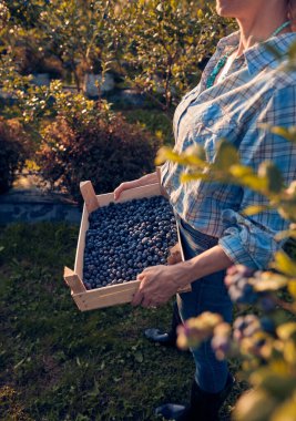 Çiftlikten taze yaban mersini toplayan bir kadın.