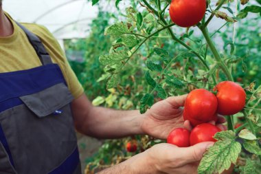 Küçük organik bir serada domates tutan işçiler.