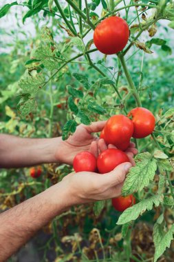 Küçük organik bir serada domates tutan işçiler.