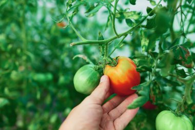 Küçük organik bir serada domates tutan işçiler.