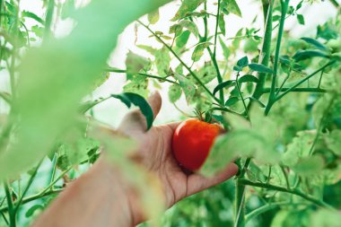 Küçük organik bir serada domates tutan işçiler.