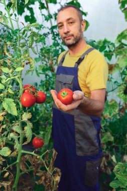 Çiftçi küçük bir serada organik domateslerle ilgileniyor..