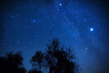 Meteor yağmuru izleri ve kırsal ağaç siluetleri olan Samanyolu yıldızları.