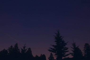 Meteor yağmuru izleri ve kırsal ağaç siluetleri olan Samanyolu yıldızları.