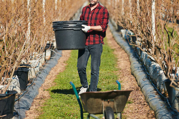 Садовник-мужчина, работающий с тачкой и большими пластиковыми горшками на органической ферме с черникой.