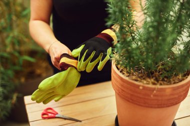 Woman taking care of plants at home terrace. clipart