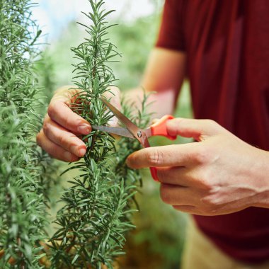 Man taking care of plants at home terrace. clipart