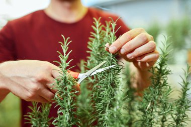 Evdeki terasta bitkilerle ilgilenen adam..