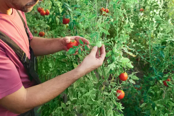 Küçük bir sera domates bahçesinde çalışan çiftçi..