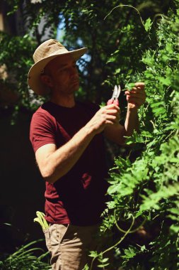 Man taking care of plants in home garden. clipart