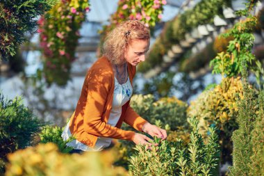 Çiçek yetiştirme yurdunda çalışan bir kadın, bitkilerle ilgileniyor ve onu satmak için hazırlıyor..